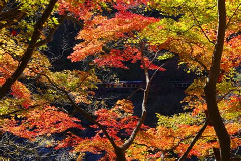 わたらせ渓谷鐵道 秋景色 By ペコおやじ （id：10752930） 写真共有サイトphotohito