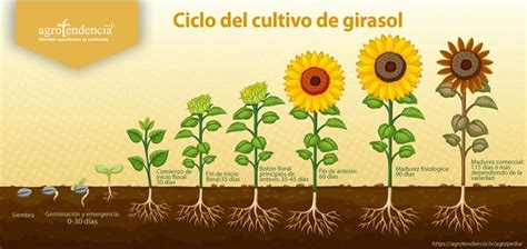 Ciclo De Cultivo Agrotendenciatv Concepto Técnico