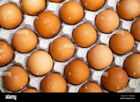 Is Chicken Egg Single Cell at Nathan Ronk blog