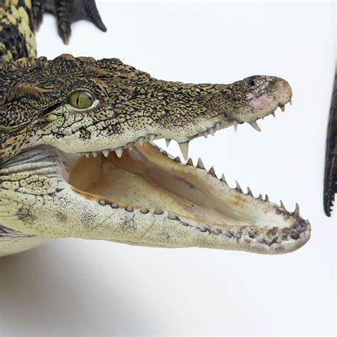 Free photo: Crocodile - Animal, Reptile, Swimming - Free Download - Jooinn