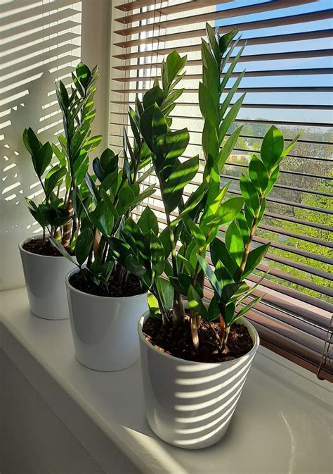 Zamioculcas zamioculcas zamiifolia – Artofit