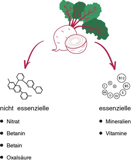 Inhaltsstoffe Der Roten Beete Rote Beete Info