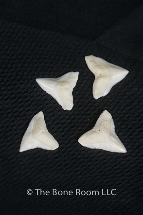 Bull Shark Teeth Pack of 4