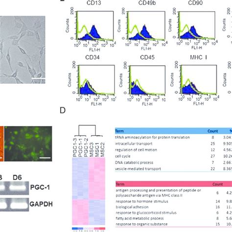 Morphology And Phenotypic Characterization Of Human Bone Marrow Mscs