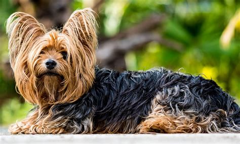 10 Dog Breeds With Dreadlocks Characteristics And Facts Pet Guide Reviews