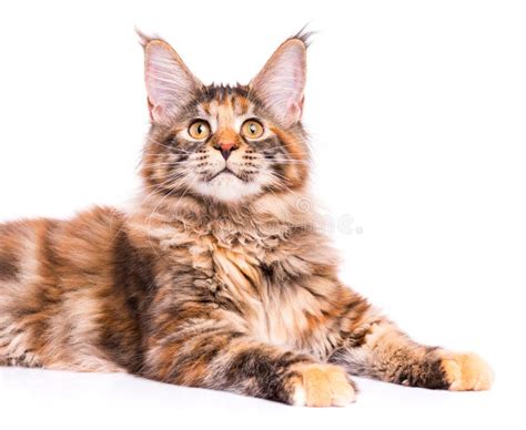 Beautiful Black Smoke Tortie Maine Coon Cat Girl Laying Isolated On White Background With Two