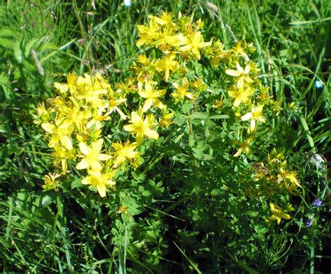 Зверобой обыкновенный