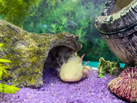 Underwater Axolotl portrait in an aquarium. Ambystoma mexicanum. Mexican walking fish Stock ...