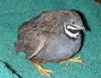 20+ extras button quail hatching eggs