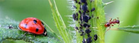 Homepage | Biopol Natural