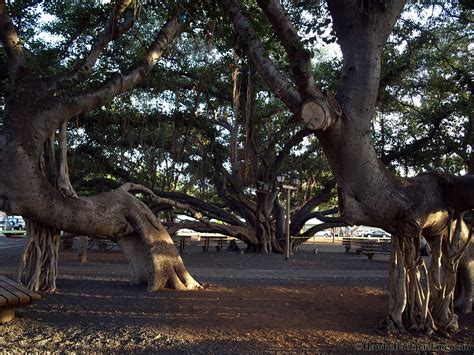 lahaina banyan tree history - Big Deal E-Zine Picture Archive