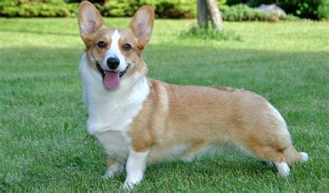 Cardigan Welsh Corgi Vs Bull Terrier Breed Comparison