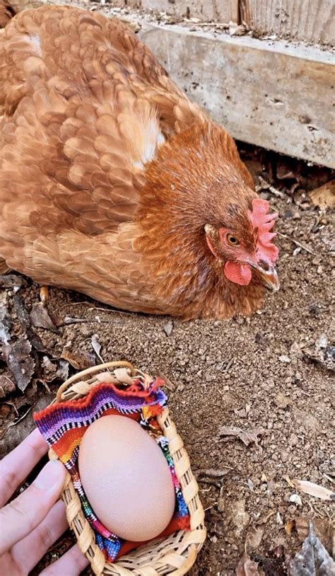 It Finally Happened She Laid Her First Egg And It Was A Double Yolk R Backyardchickens