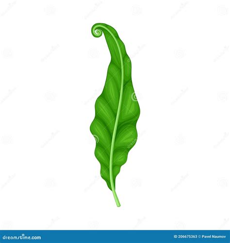 Fern Or Frond Leaf With Erect Stem Vector Illustration Stock