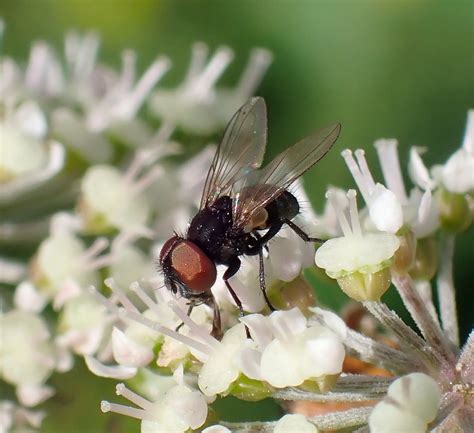 Phasia Barbifrons Female Shadowbrook Meadows Warwickshi Flickr