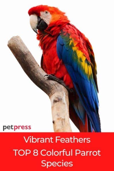 vibrant feathers top  colorful parrot species