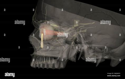 The lacrimal sac or lachrymal sac is the upper dilated end of the ...