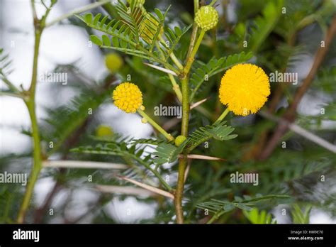 Schreckliche Akazie Dornen Dorn Acacia Karroo Acacia Karoo Acacia