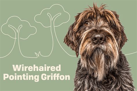 How To Properly Care For A Wirehaired Pointing Griffon