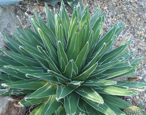 Photo #6480 | Agave victoriae-reginae | plant lust