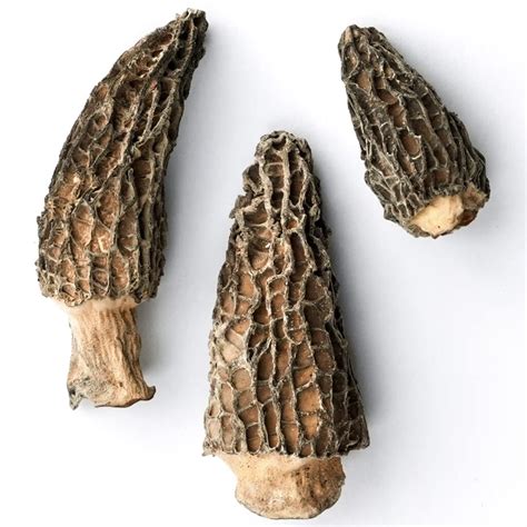 Dried Morel Mushrooms - Morel Mushrooms For Sale