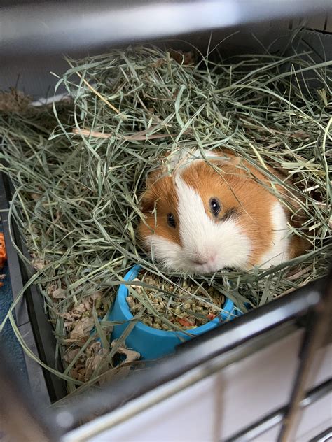 This Absolute Unit Hes A 4 Lb Cuy Naked Crazy Cooter Who Is Slowly