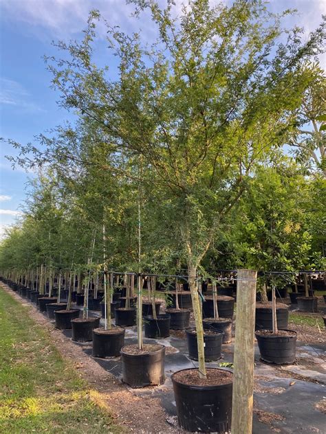 Acacia Farnesiana Tree For Sale Florida | Treeworld Wholesale