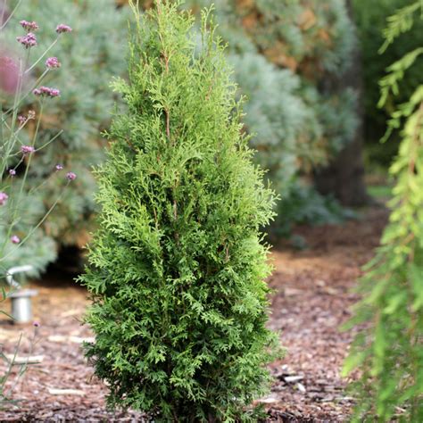 Private Jet™ Arborvitae Trees for Sale at Arbor Day's Online Tree ...