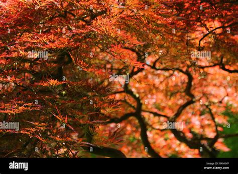 Maple Tree Nature Hi Res Stock Photography And Images Alamy