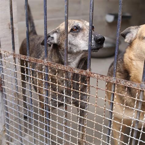 Todo dia cãezinhos projetoMila on Twitter RT abrigojoaorosa NOS