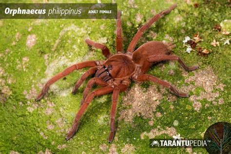Orphnaecus Philippinus Alchetron The Free Social Encyclopedia