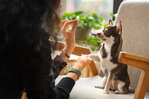 Cómo Educar a un Cachorro Guía Práctica y Consejos