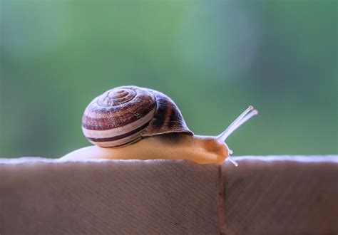 Es el momento para iniciar una ‘slow life’ - Centro Henri Lenaerts