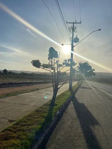 Mudas De Árvore Jacarandá 1 metro Flores e Plantas em Poço Verde FarmBy