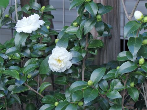 White Camellia Flower Turning Brown at Phyllis Zara blog