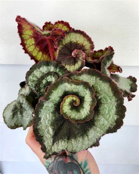 Finally picked up a Begonia Escargot 🐌from the cutest plant Rock ...