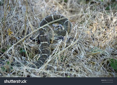 Western Rattlesnake Ready Strike Stock Photo 671570722 | Shutterstock