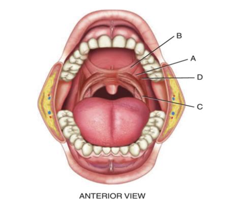 Exam Cd Articulatory System Diagrams Flashcards Quizlet