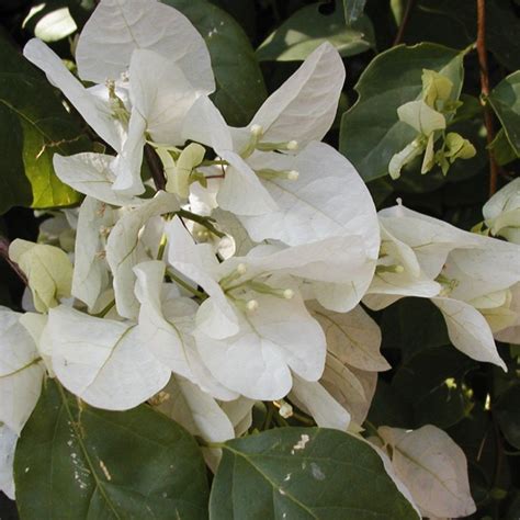 Купить семена Бугенвиллия или Бумажный цветок Bougainvillea Snow White ...