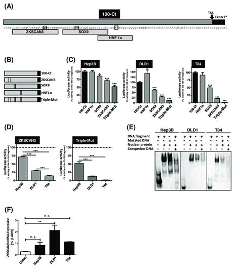 (A) Localization of potential transcription factor binding sites of the ...