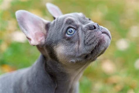 National French Bulldog Day 2024: Date, Origin, and Ways to Celebrate ...