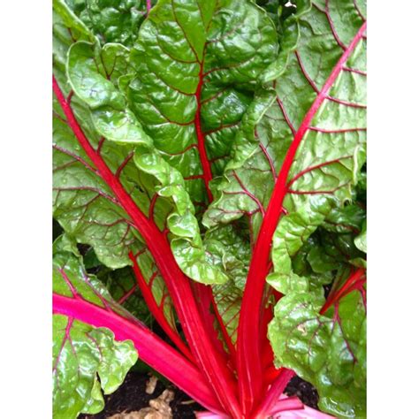 Ruby Red Swiss Chard Vegetable Seeds