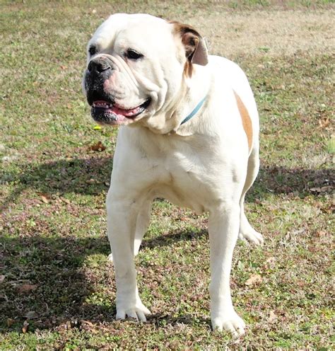 One of a Kind Bulldogs Adoption and Rescue Network | Valley Center CA