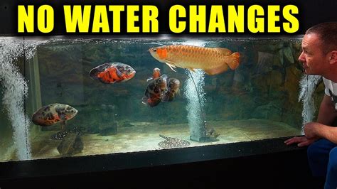 Fully Automatic Water Changes For My Aquariums The King Of Diy Youtube