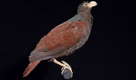 Tooth-billed pigeon facts, distribution & population | BioDB