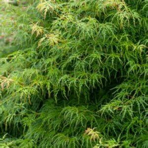 Érable du Japon Acer palmatum Seiryu Pépinière Ferriere Fleurs