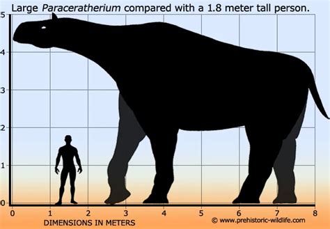 The World's Largest Land Mammal - Animals Around The Globe