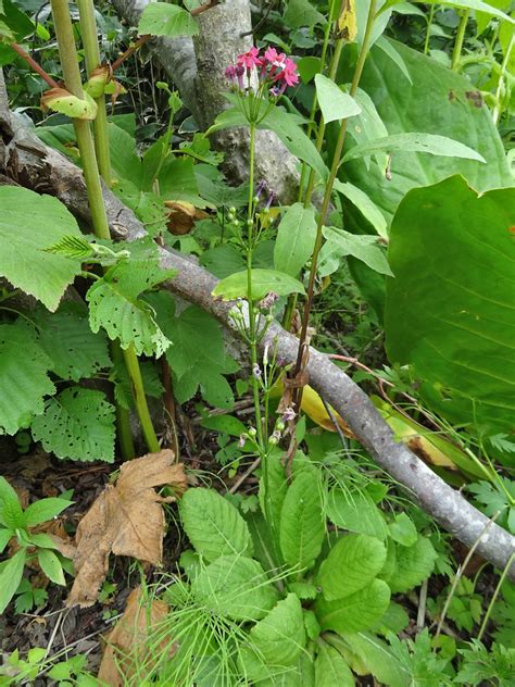 molbiol.ru -> Первоцвет (примула) японский (Primula japonica, Primulaceae)