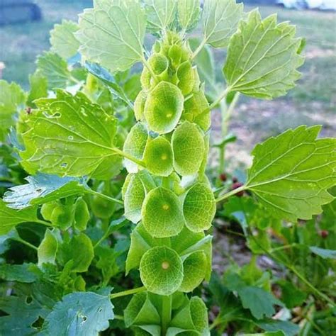 Moluccella Laevis Bells Of Ireland Seeds Unique Spikes For Summer