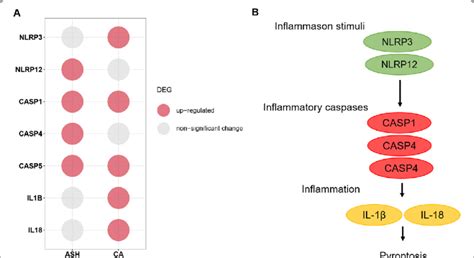 Participant Of Pyroptotic Cell Death Pathway In Development Of Ash And Download Scientific